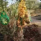 لدينا جميع انواع النخيل العربي المثمرة