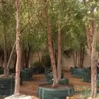 نخل وشنطني للبيع