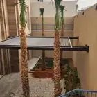 نخل للبيع واسعار طيبه