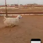 ذبيحة فل ظهر وطرف