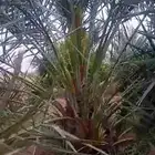 اخلاص شيقر ملقح جاهز لتواصل