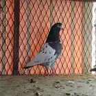 تم البيع زوج تيدي للبيع. تم البيع