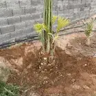 توريد نخيل وتركيب شبوك