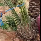 نقوم بتوريد جميع انواع النخيل