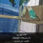 ثلاثه اجوز روز لااقبل البدل الجميع ب1000 الصامل اكلمني