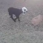 داغور العمر شهرين