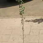 شتلات لوز هندي