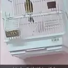 دكر كناري سوري انتاج البلد تغريد نار لا اقبل البدل