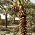 السلام عليكم يوجد لدينا جميع انواع النخل صقعي ومجدوله وهل