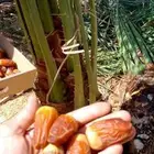 السلام عليكم ورحمة الله وبركاته زبائن الكرم يوجد لدينا جثايث