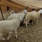 طليان ورخال فل شحم ولحم باسعار مناسبة شامل الذبح والتوصيل