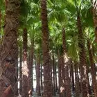 نخيل وشنطن زينه كل المقاسات متوفره قلع غرس توصيل بأسعار مناس