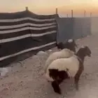 خروفين ورخل هرفى الموقع الذيبيه تفريد وجمله