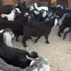 بهم تربيه وبهم مندي