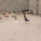 دجاج باكستاني