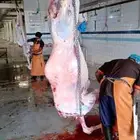 ذبايح ابو براهيم وحاشي بالربع والثمن او زواج