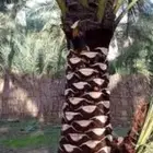 تكريب وجث وغرس النخيل والأشجار