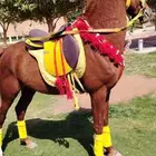 اجار خيل بي اليوم والساعات والاسبوع داخل وخارج. الرياض 05044