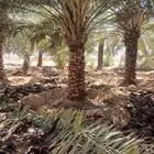 نقوم بتنضيف النخيل تحويض تكريب قلع فروج غرس