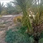 نخل شبوك