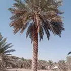 فحل نخل للبيع