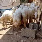 خرفان ضحايا للبيع بأسعار تنافسية