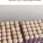 بيض بط بكيني مخصب