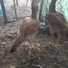 فروخ وحدة باكستانية واحده سنديه