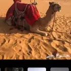 جمال للايجار باليوم