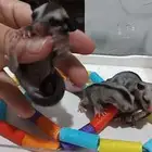 فروخ سنجاب طائر شوقر قلايدر