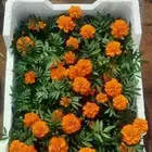 صيانه تنسيق حدائق وزراعه النخل والاشجار