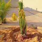 السلام عليكم يوجد لدينا جميع انواع النخل صقعي ومجدوله وهل