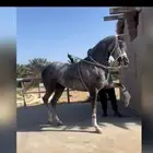 سايس خيل وصلت نهايت الخبرة في الخيل