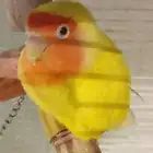 روز انثي عمرها سنتين