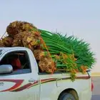 نخل نقوم بتوريد انخيل العربي وتكريب ونقوم بتركيب الشبوك مزار