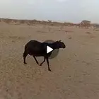 سواكنية حاصب