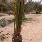 السلام عليكم يوجد لدينا جميع انواع النخل صقعي ومجدوله وهل