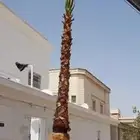 خدمات الزراعة والنخيل