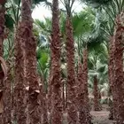 مقاول شبوك بجميع أنواعه ونخيل بجميع انواعه