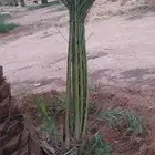 نقوم بجميع انواع انخيل عربي ووشنطن وشبوك