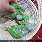 فروخ بغبغاوات صحه ونضافه الحبه ب 350 ريال