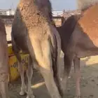 حشوان كفو كفو