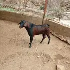 تيس اجم فحل
