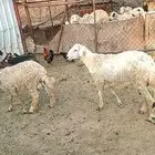ثلاثه خرفان الاعمار سته شهور
