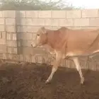 عجاله حسلان للبيع