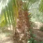 نخل واشنطن أمريكي زينه اللبيع