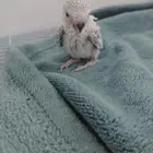 للبيع فرخين بادجي البينو