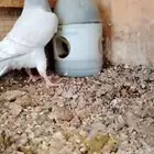مخاليف للبيع