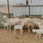 غنم حريات خالفات جروم