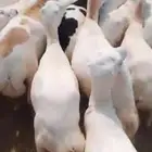 ضان رفيدي العدد 85رس رس